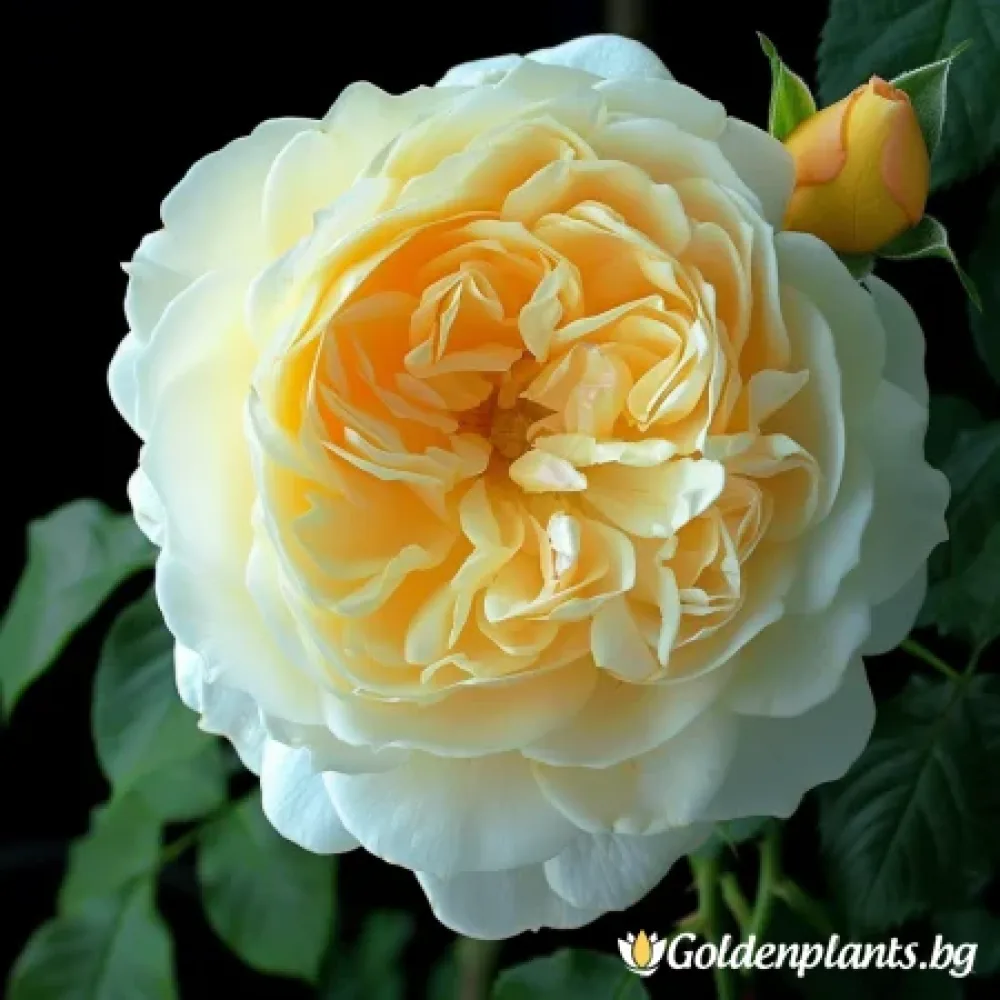 Слънчев Ритъм (роза), с гол корен