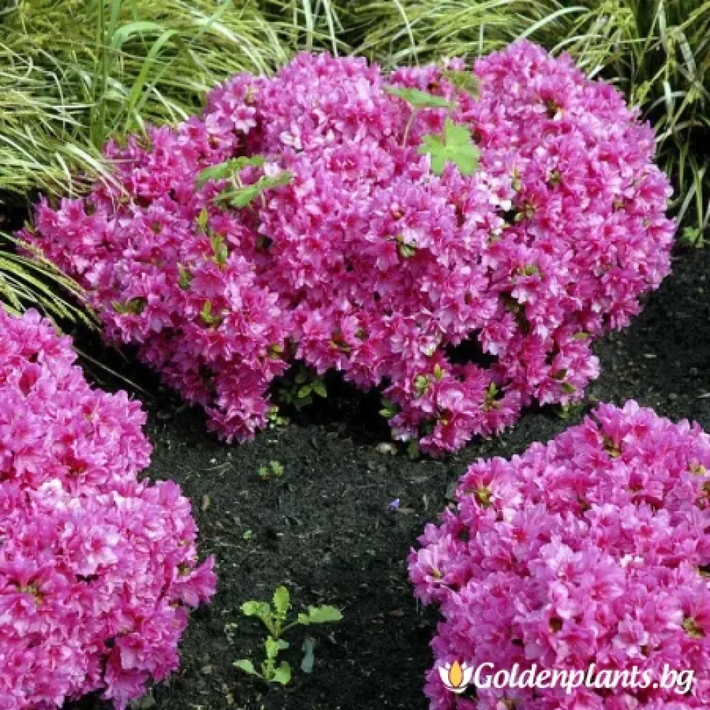 Мелина (японска азалия)