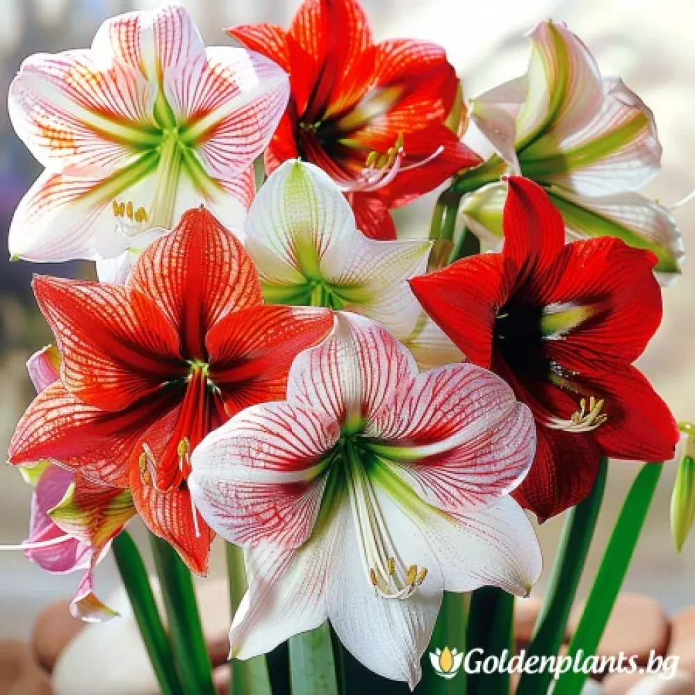 Амаралис – Микс