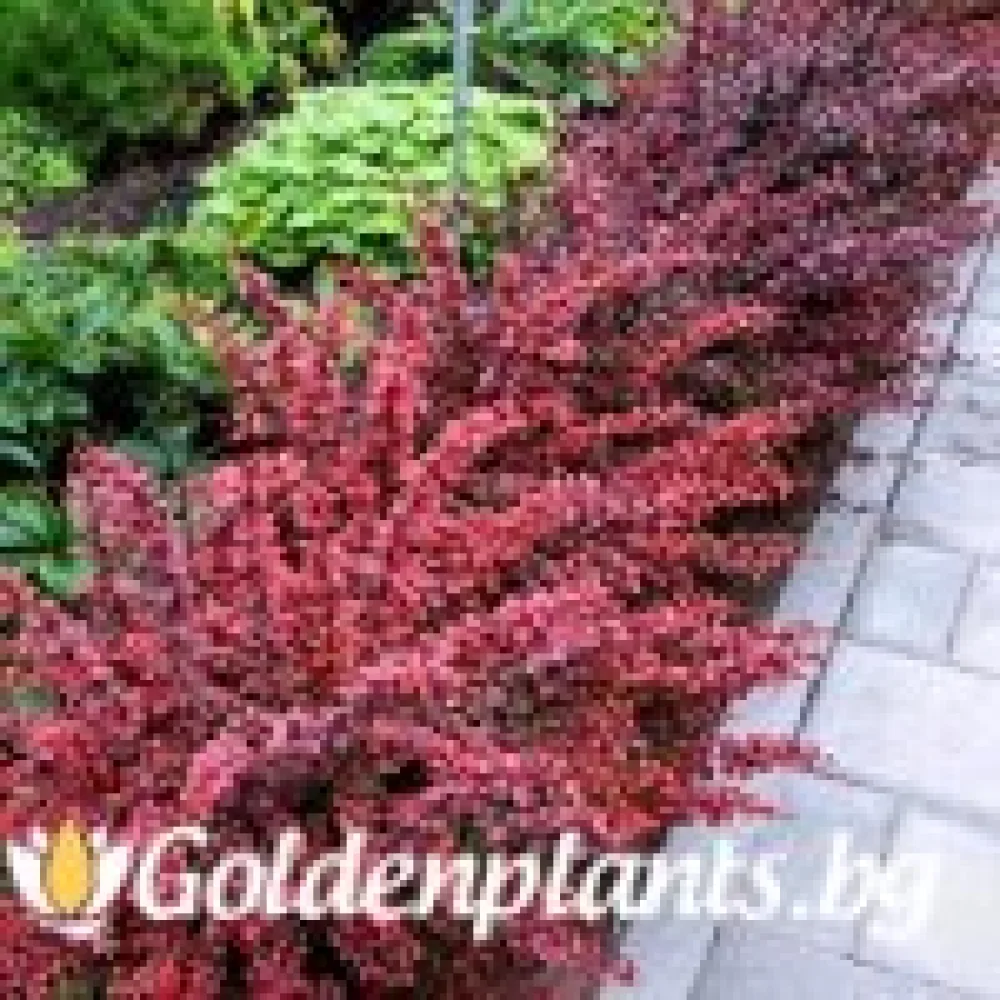 Берберис Golden Ring - 10-15 см – за жив плет