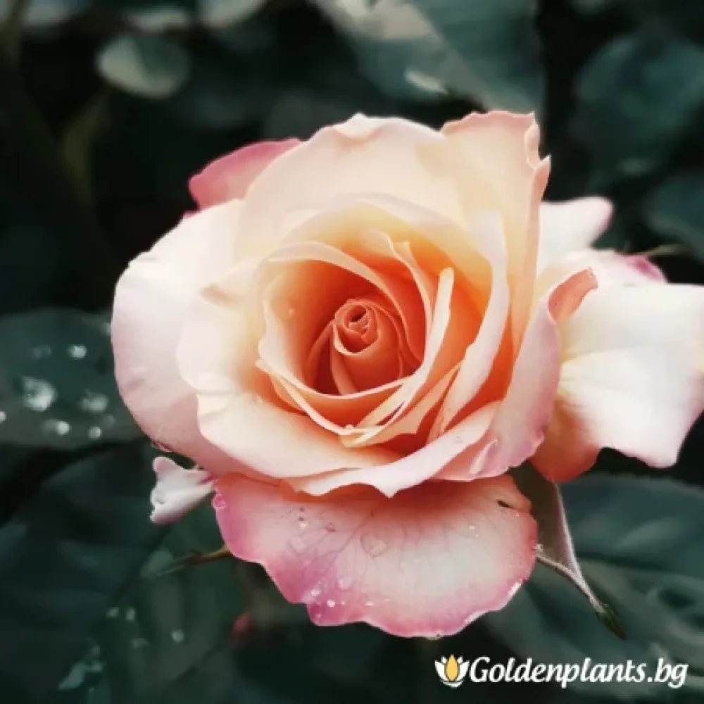 Роза – Салмова Прелест, с гол корен