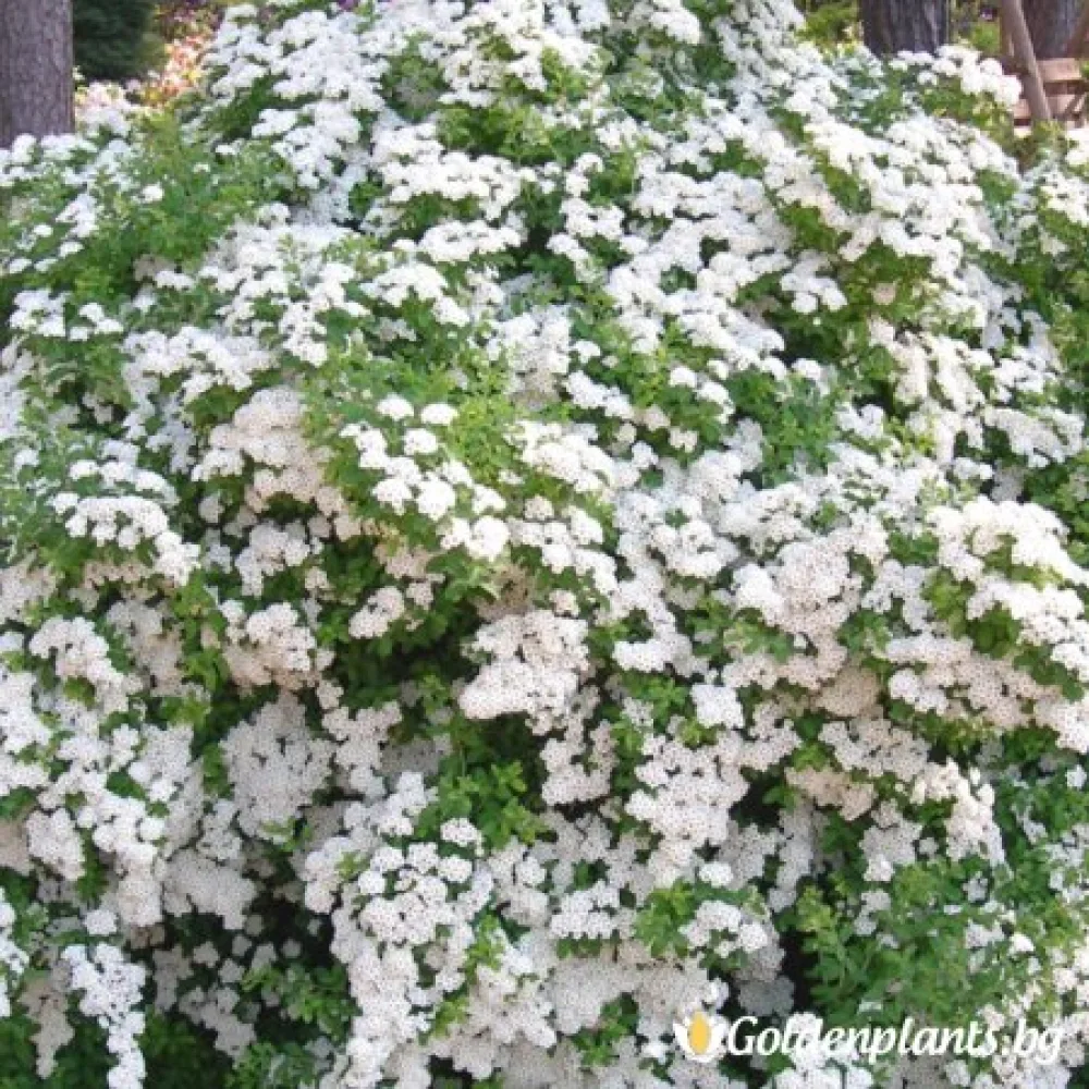 Спирея – Японика Юнска булка