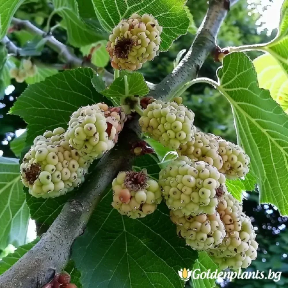 Бяла черница – плодно растение