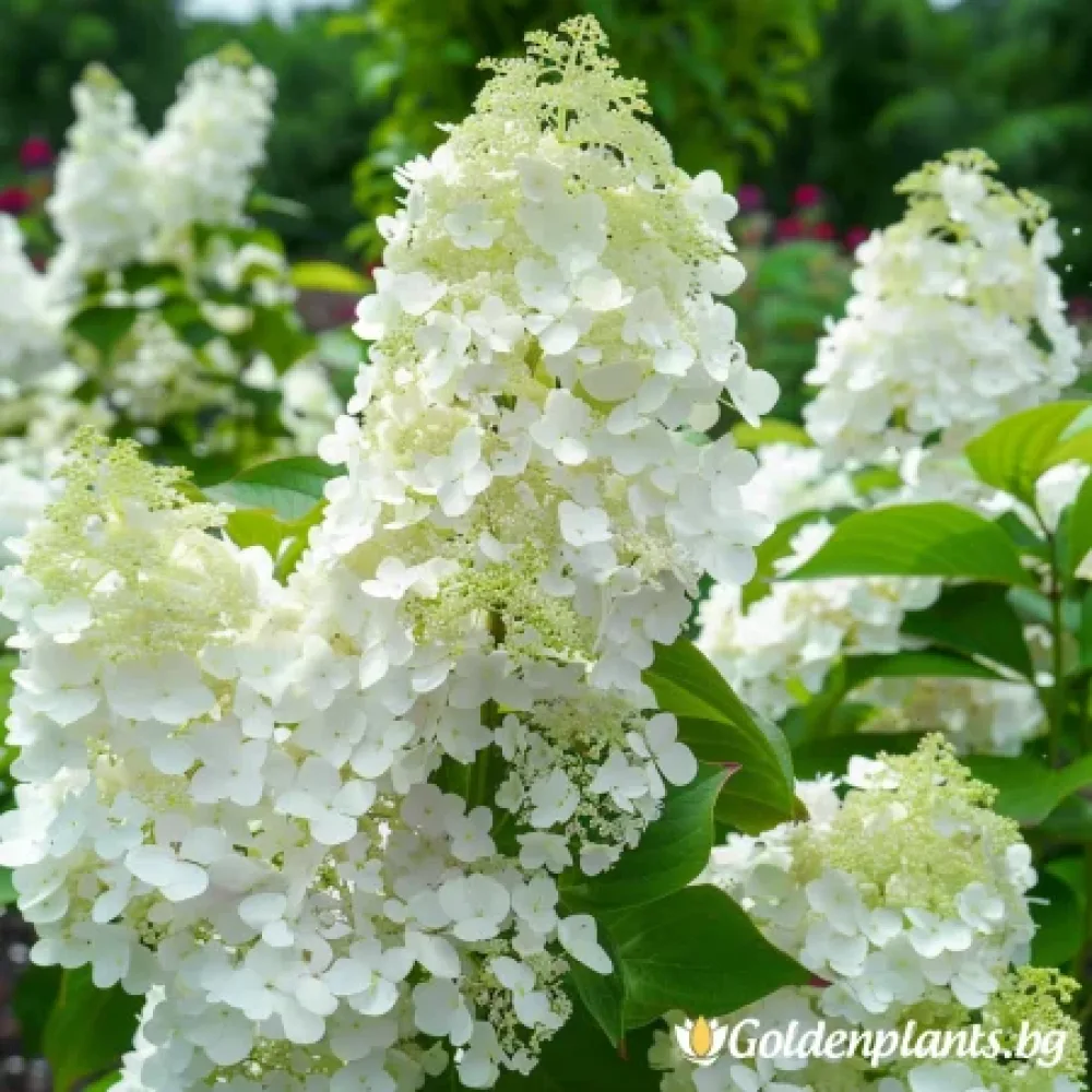 Сребърен долар (хортензия)
