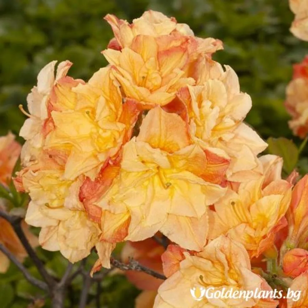 Чардаш (азалия)