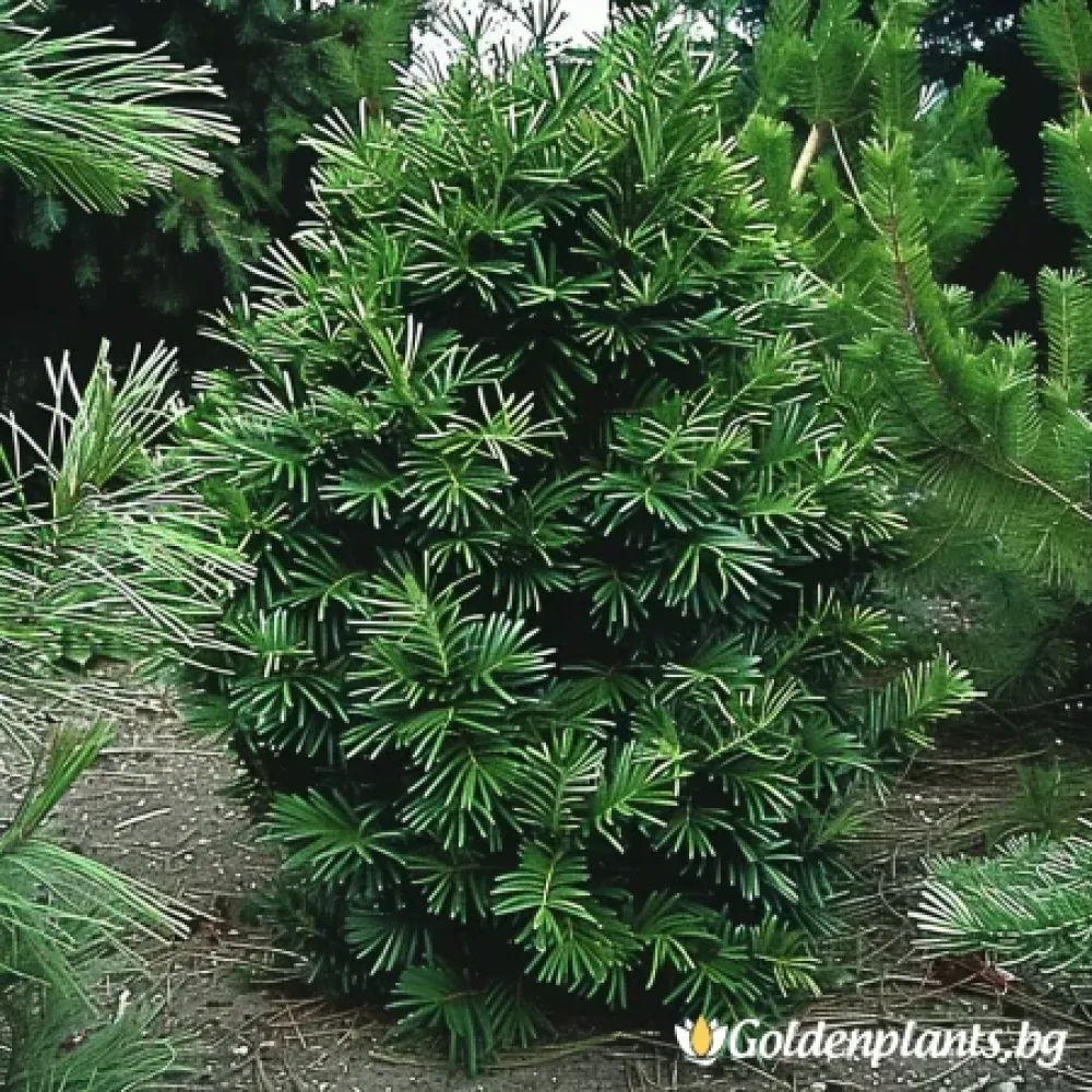 Харингтън (цефалотаксус)