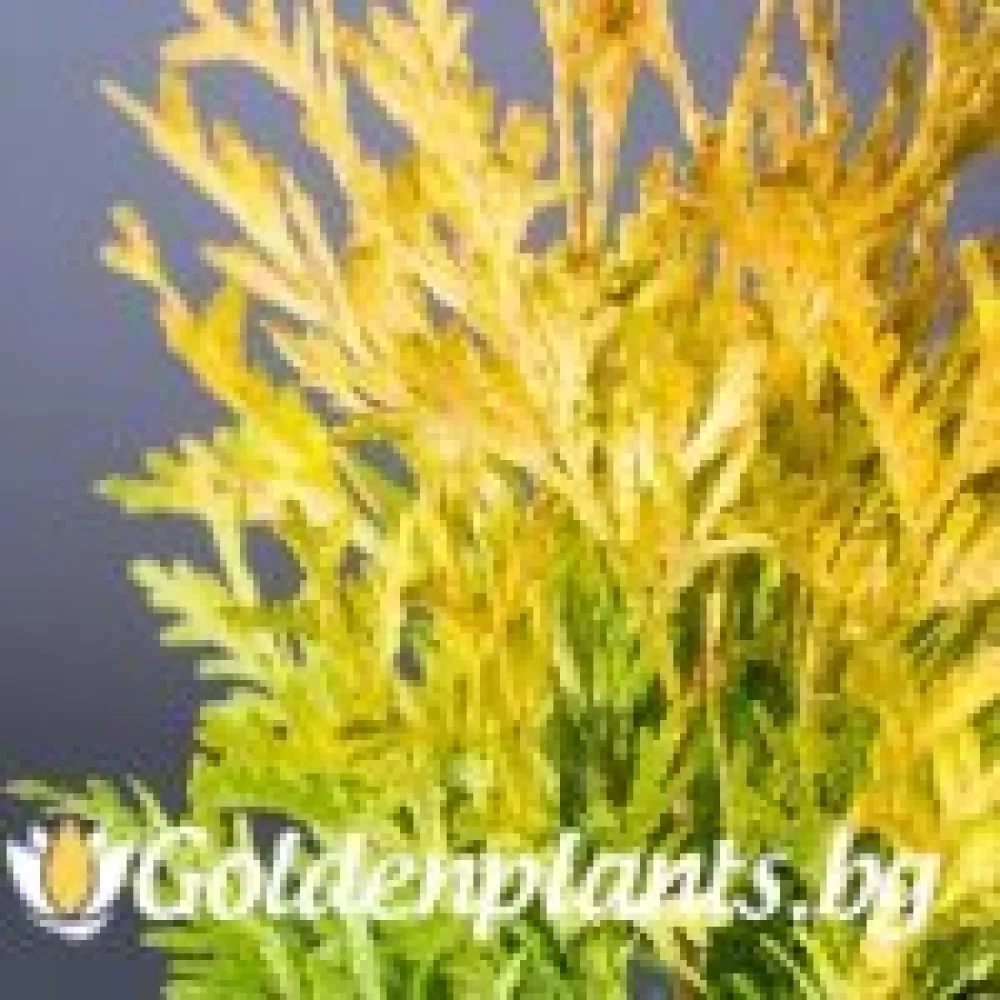 Западна туя Malonyana Aurea – декоративно растение