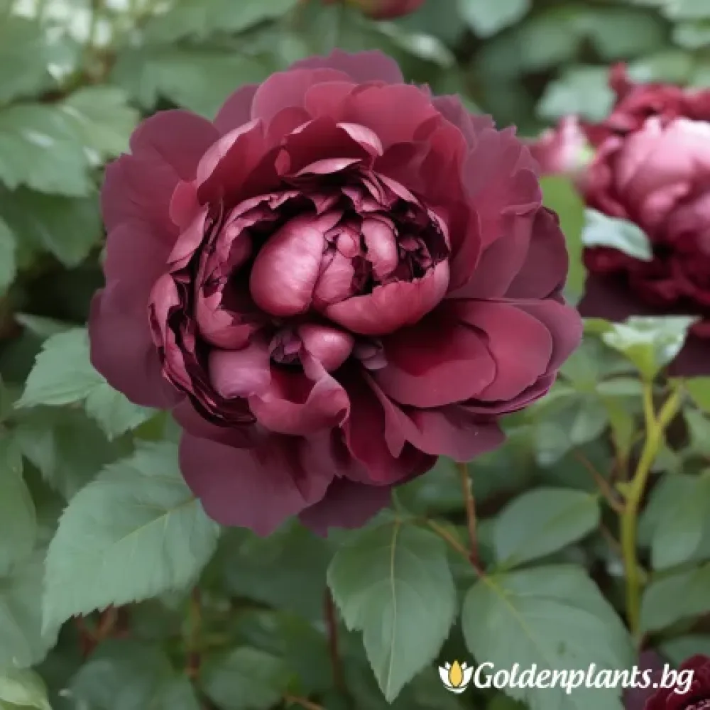 Роза – Тъмна Амброзия, с гол корен