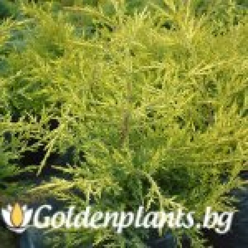 Юниперус Kuriwao Gold – за градината