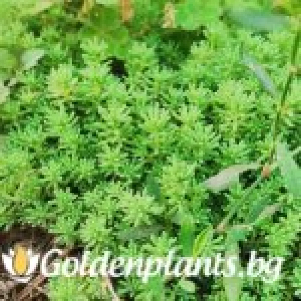 Седум green carpet зелен – за градината