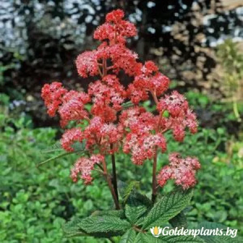Кървата Мери (седум)
