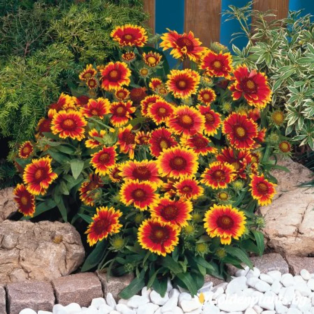Гайлардия оранжева / Gaillardia – градинско цвете