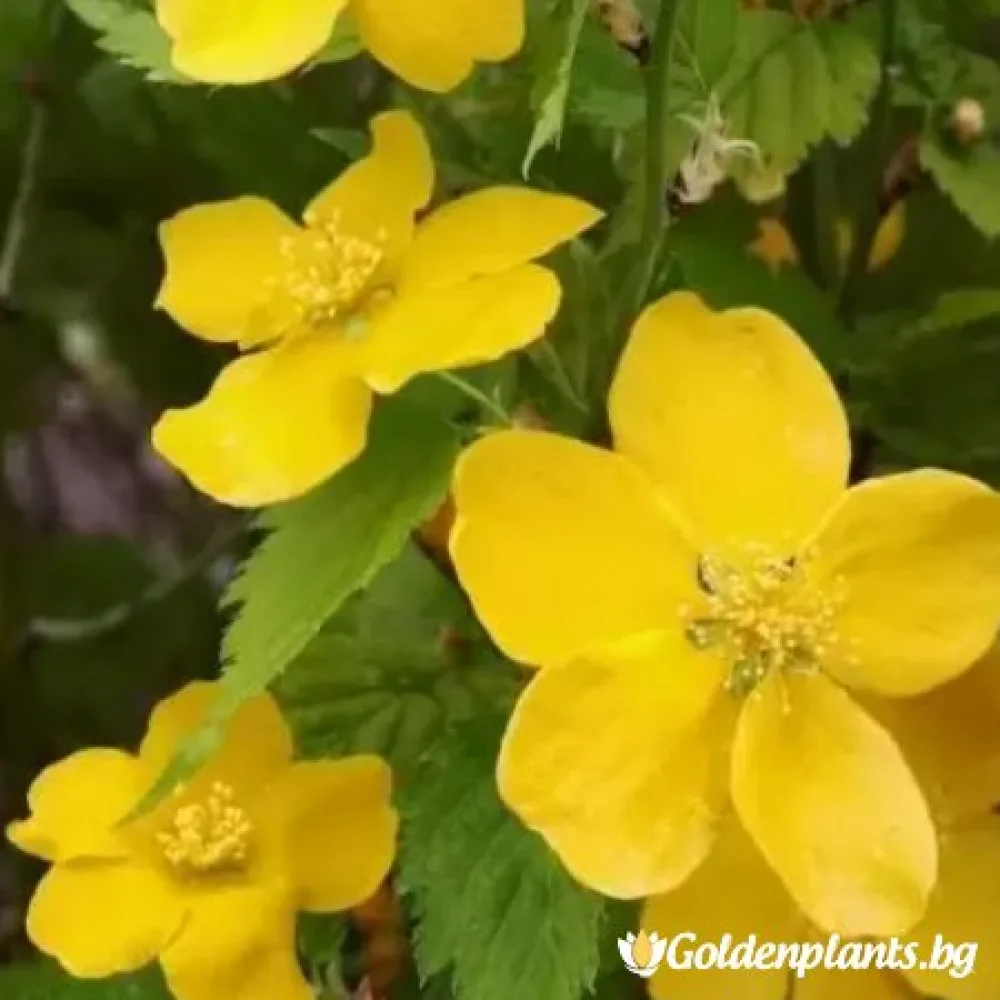 Керия, сорт Жълта