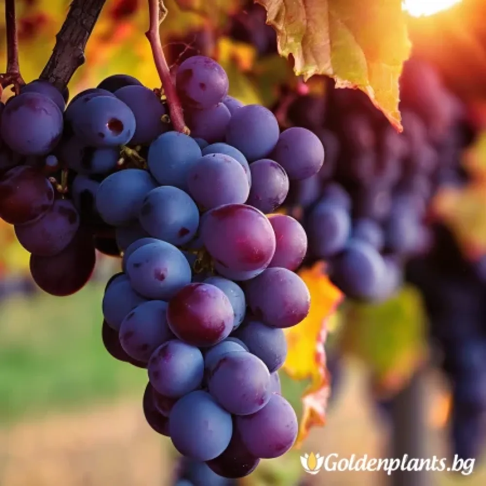 Лоза сорт Регент - червен винен сорт грозде - къснозреещ – за собствено грозде