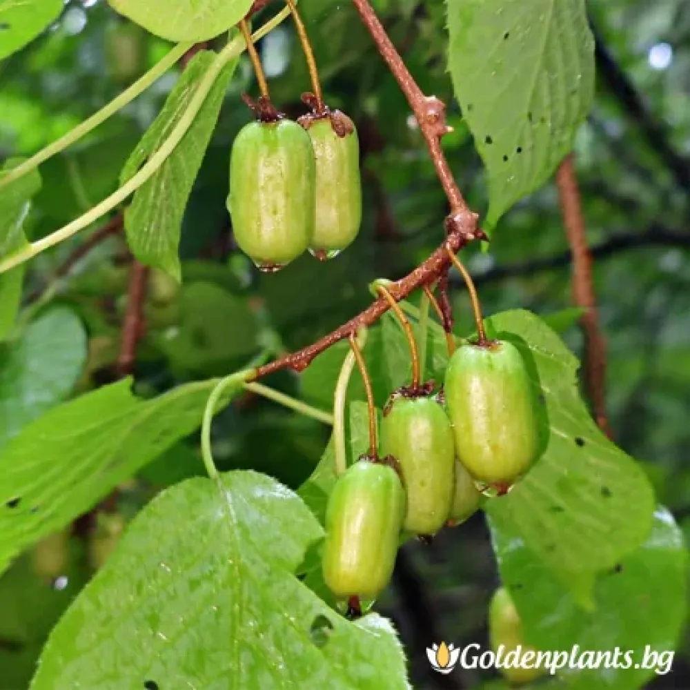 Арктическо Киви, сорт Сентябрска